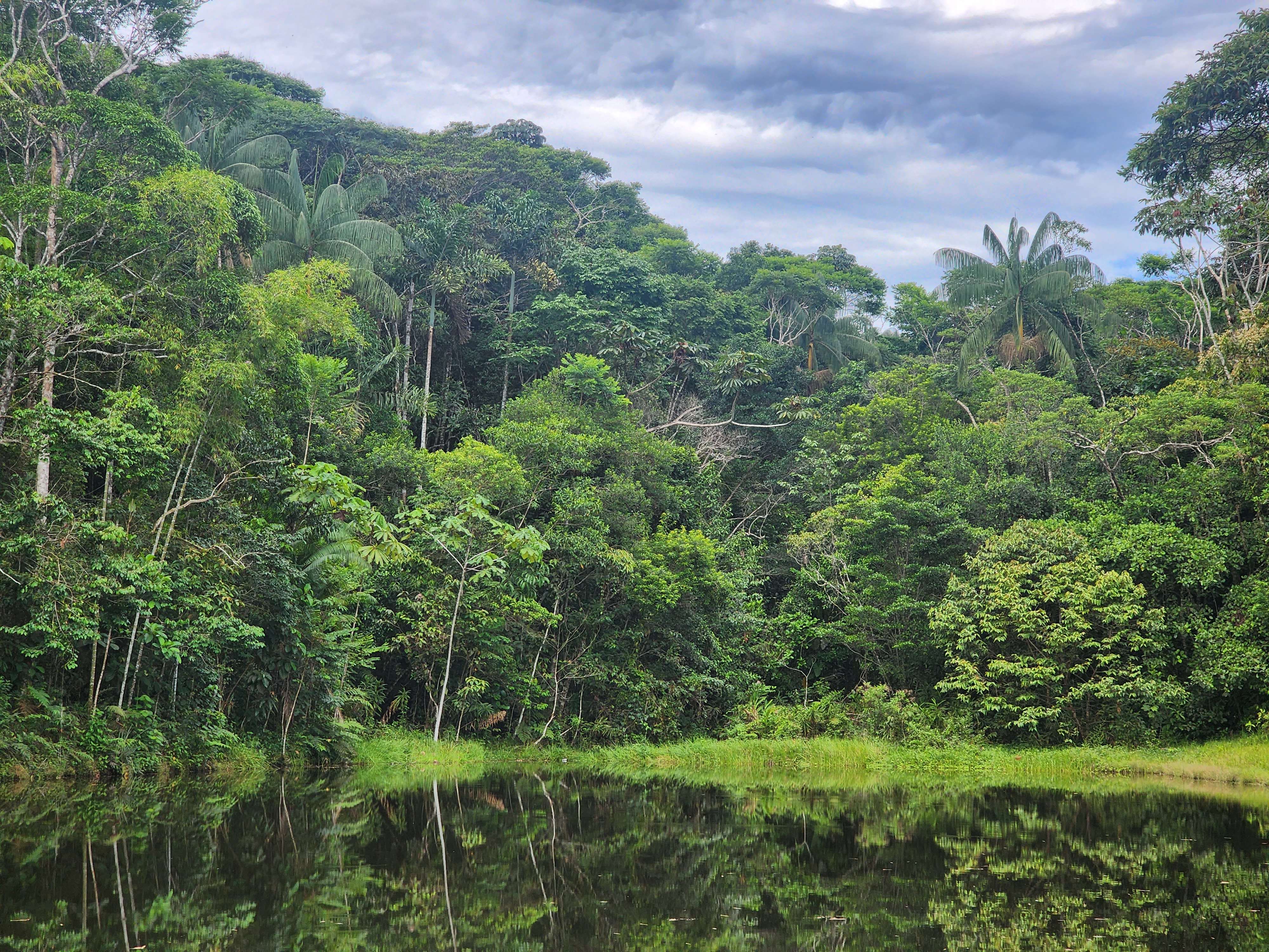 Bosque Amazónico